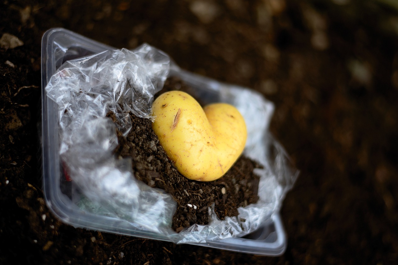 Zero-Waste Lunch Ideas for Kids and Adults